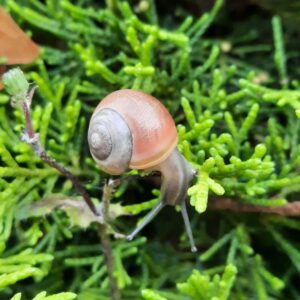Een nieuw begin - slakkengang Een nieuw begin - slakkengang
